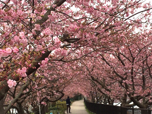 春の車椅子旅行おすすめ伊豆河津桜まつりコース 車椅子旅行ツアー 心の翼 バリアフリーツアー