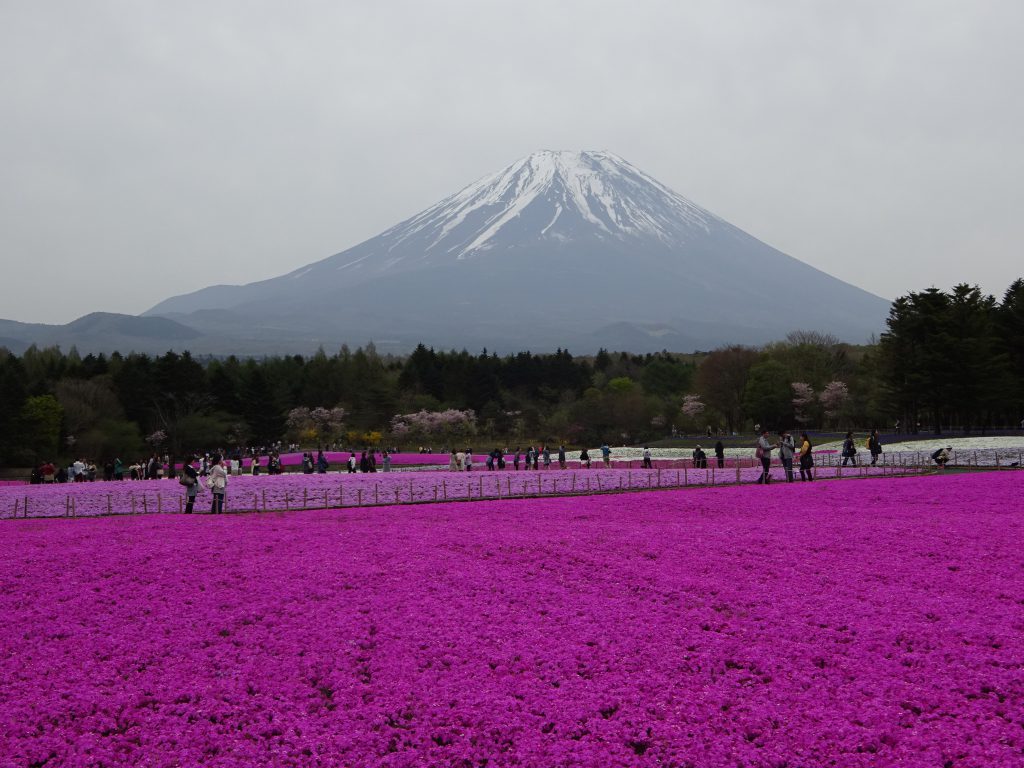 富士芝桜祭り 富士山 河口湖温泉 車椅子旅行ツアー 心の翼 バリアフリーツアー