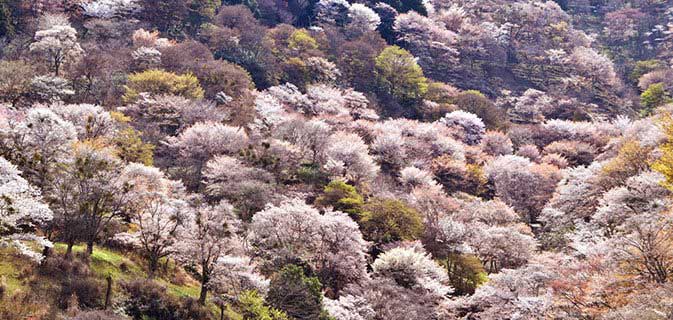 杖 車椅子旅行pcr検査付ツアー 吉野千本桜の見学と世界遺産高野山と橿原神宮２日 心の翼 バリアフリーツアー