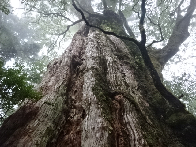 杖・車椅子旅行ツアー/世界遺産・屋久島（樹齢3千年の紀元杉）（2名 